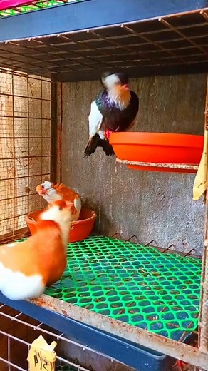 1.7M views · 10K reactions | Breeding pen for pigeons. #pigeon | Jundy Saliendra | Facebook