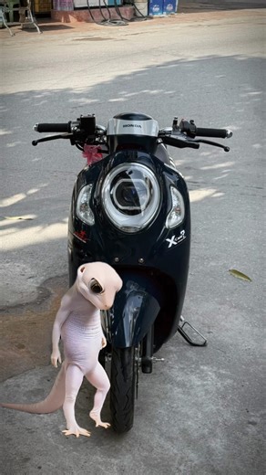 BA ជីងចក់🦎#xcam