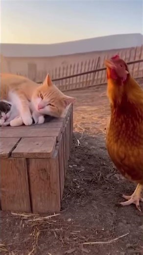 Cat vs. Chicken#cat#chicken