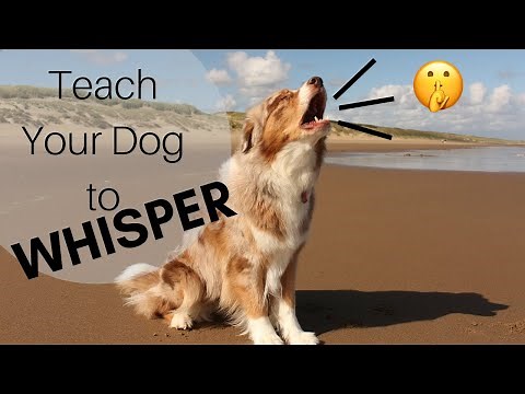 Dog Trick: Whisper | HOW TO TEACH IT