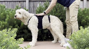 Labra Dog Canine K9 Back Brace - IVDD Spine Pain & Spinal Injury, Arthritis, Bulging Discs Brace for Corgis, Dachshund, Post Surgery Recovery, Rehab, Inflammation - Extra Small