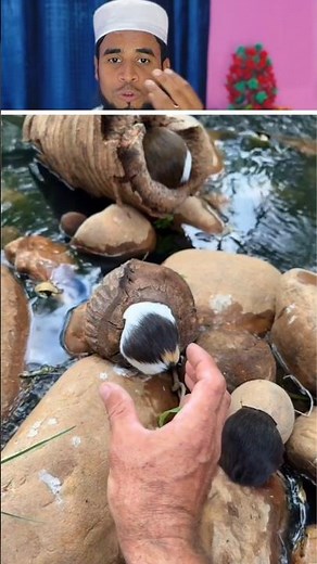 Allah ki makhlook 👍#shorts