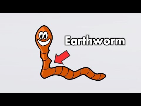 Strange Organ Inside Earthworm Have? - Earthworm Dissection