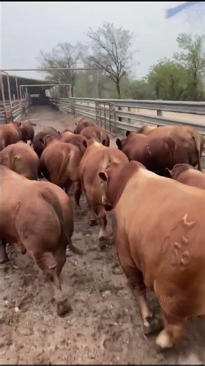 ⭕ BEEFMASTER Cattle ✅ Biggest Bulls And Cow