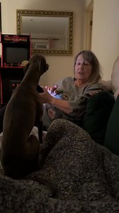 🤣🤣🤣..making sure grandma understands what's been happening! share from @ernie_and_pickle_mciggy #dog #doglovers | Alice Love Dogs