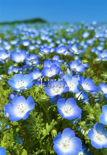 ネモフィラ見頃は5月下旬｜やくらいガーデンの青いお花畑