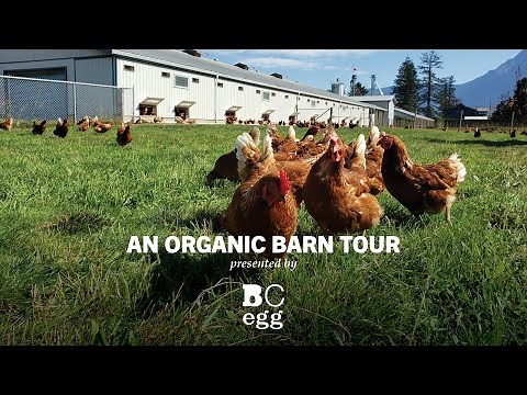 BC Egg - Organic Barn Tour