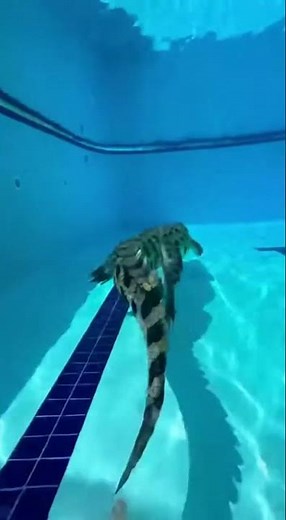 Crocodile Charges Swimmer Underwater POV