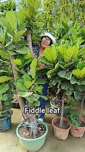 149K views · 1.3K reactions | Focus lyrata, commonly known as the fiddle leaf fig is a species of plant in the mulberry and fig family Moraceae. #fbreels #fbviralvideo #fbreelsfypシ゚viralfbreelsfypシ゚viral #highlights2025 #plantsmakepeoplehappy #everyonefollowers #plantita #followers #teamangatan | South Victoria Garden | Facebook