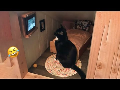 😂 LAUGH Non-Stop With These Funny Cats 😹 - Funniest Cats Expression Video 😇 - Funny Cats Life