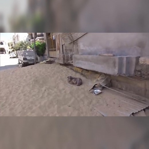 2.5K views · 35 reactions | From suffering to happiness: a dog's inspiring rescue and recovery story—[Full video in the 헳헶헿혀혁 헰헼헺헺헲헻혁] | Beautiful Things | Facebook