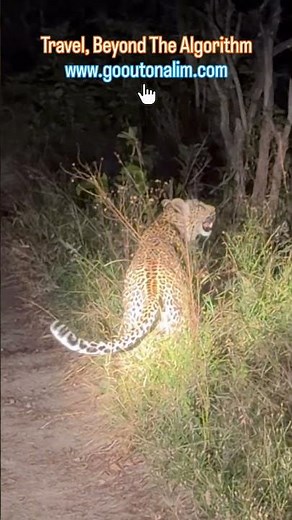 Shorts - Tracking an Elusive Leopard at Night in Sabi Sands 🐆🌙 #leopard #safari
