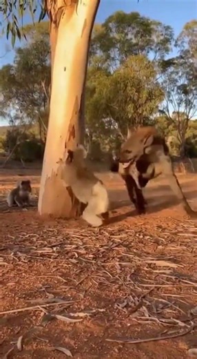 MOM KOALA PUNCHES HYENA! 😱 Saves Baby
