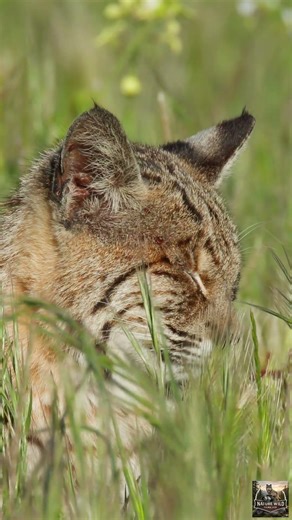 Bobcat Listening for Prey #naturevideos #bobcats #wildlifevideos