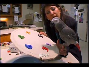 Pathways - Chapter 2 - Alex the Parrot