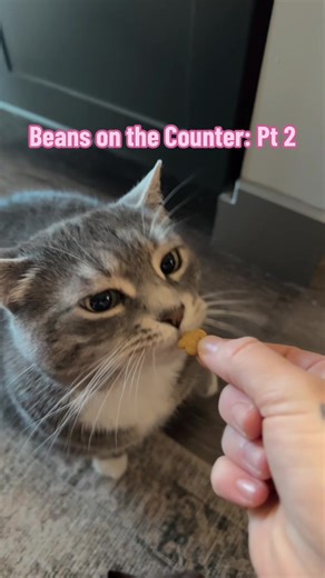 Frank & Beans (@frank.and.beans5)’s videos with original sound - Frank & Beans