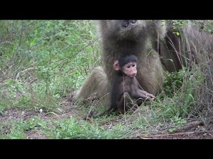 Baboons(cute baby) and Monkeys(vervet attacks GPS).mpg
