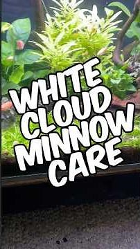 White Cloud Mountain Minnow Care Guide – Everything You Need To Know For Thriving Fish!