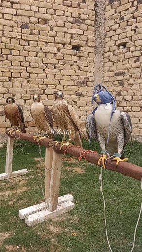 Explore the Peregrine Falcon's Hunting Skills