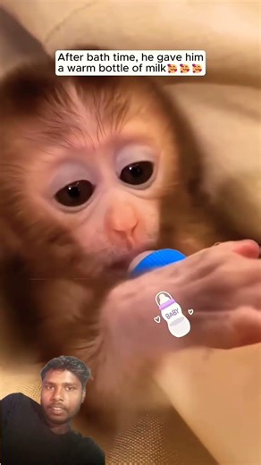 This man found a monkey lying motionless on the ground and then......