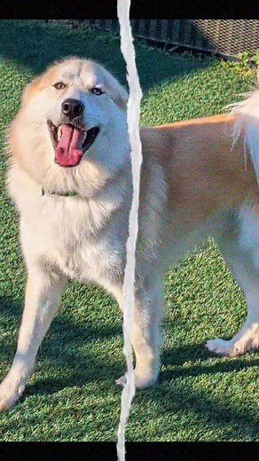 🐾💙 Gentle Giants Need Homes Too! 💙🐾 At Legacy Humane Society, our big dogs have even bigger hearts! ❤️ Meet a few of our Gentle Giants — Teddy, Keilani, Remi, Phoenix, Luthien, Saint, Sesi, Shia, Josey, Baby, and Pup — all large and extra-large breed dogs patiently waiting for their forever families. They may take up a little more room on the couch, but trust us… it’s all love and loyalty. 💞 From goofy grins to gentle snuggles, these oversized best friends are ready to fill your home (and y