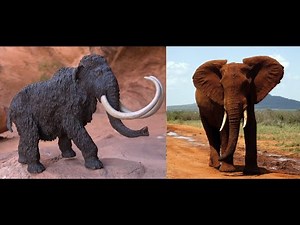 Mammoth VS Elephant- What is the difference?