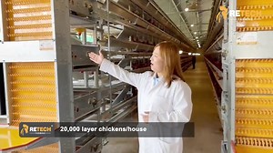 539 reactions · 17 shares |  Kenya 20,000 Layer Chicken Project ...