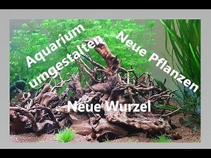 Aquarium umgestalten | Pflanzen und Wurzel einsetzen