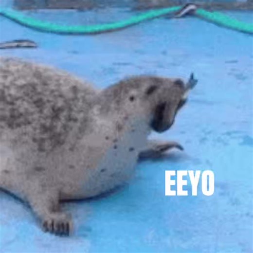 Funny Seal Edit with Hella Fish
