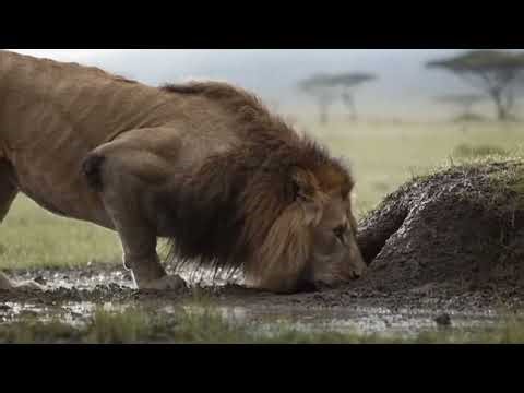 TOP 15 SHOCKING Lion CLOSE CALLS on African Safari Vehicles
