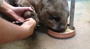 Wombat training Here's a video of keeper Tiff doing a training session with one of our wombats. Wombats are not necessarily the easiest animals to train as they are usually not as reward focused as other animals such as dogs. Then again, I've known some pet dogs who aren't this cooperative when it comes to trimming their toenails. As you can see, this wombat is not at all bothered by the process of having her nails trimmed. Great job Tiff with this training program! Training animals to participa