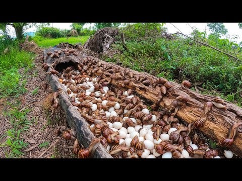 Primitive Life: Finding Giant Snails and Duck Eggs in Hollow Log