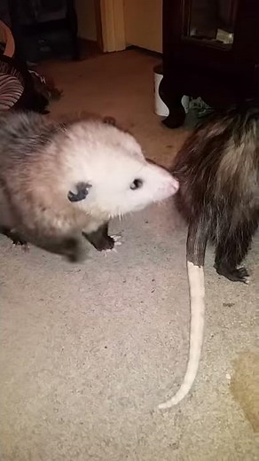 Opossums mating season