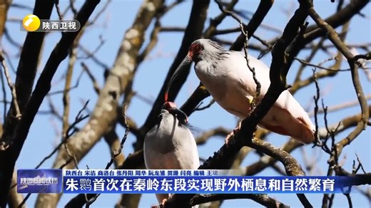 朱鹮首次在秦岭东段实现野外栖息和自然繁育