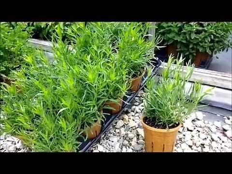 Best Herbs - French Tarragon