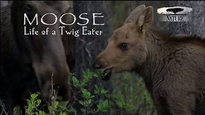 Moose: Life of a Twig Eater is a stunningly intimate nature documentary, filmed over 13 months in the spectacular wilds of Jasper National Park. Go deep inside the moose world to experience a mother's love and a calf's first year of life up. Tonight at 7PM on NATURE on LPB. | Louisiana Public Broadcasting
