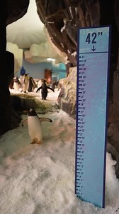 🐧➡️ SeaWorld.com/ProjectPenguin | SeaWorld Orlando