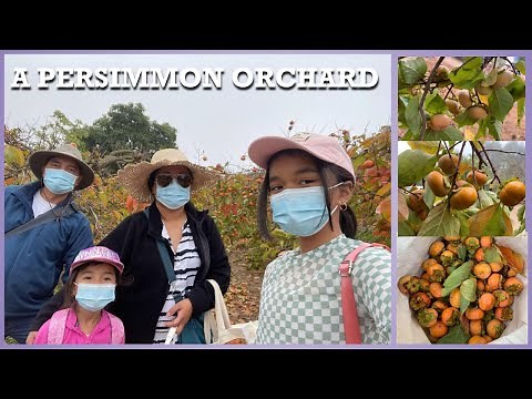 A Persimmon Orchard