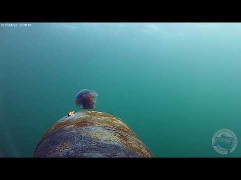 Leatherback turtles feed on jellyfish in Canadian waters off Nova Scotia