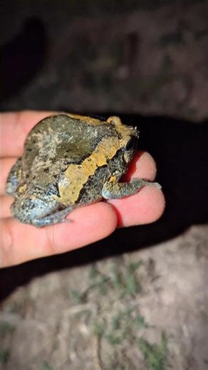 Frog comedy for laugh | Frog jump funny | Catch frog run funny