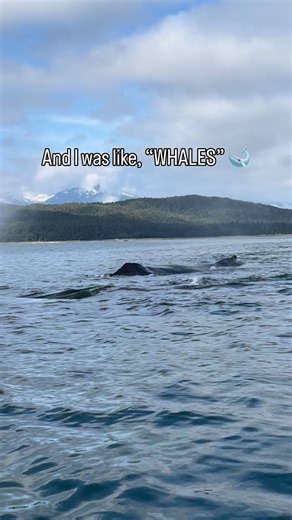 Jayleen's Alaska Whale Watching on Instagram: "Motivation: Whales 🐳 Drinking coffee while watching whales? Even better 😄 - Video from August 2024 Vessel was fully floating, and had been for a while. Whales approached us in a very lucky, but unexpected, encounter - -Our vessel adheres to NOAA Fisheries Alaska Humpback Whale Approach Regulations and does not intentionally approach whales within 100 yards. -As a proud member of Whale SENSE (whalesense.org), we are committed to responsible whale w