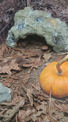 Copperhead Snake in North Carolina Museum!! #copperhead #danger #venom #shorts