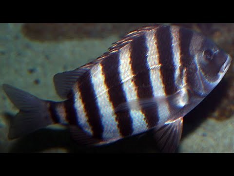 Facts: The Sheepshead