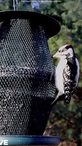 58M views · 423K reactions | Why woodpeckers Tongue is so long? #reels #viralreels | Inspiration Media | Facebook
