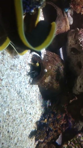 Ribbon Snake#shortsfeed #travel #youtuber