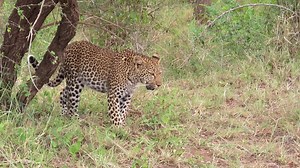 49K views · 796 reactions | Beautiful leopard cub emerged out of the bush #reels #video #Amazing #travel #nature #viral #africa #life #wildlife #reelsfb | African Bush Kingdom | Facebook