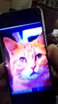 CAT DETECTOR USING PI 4