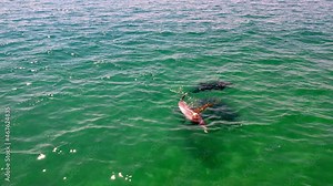 Amazing dolphins swimming in the ocean. general plan. video from dron. Usa California
