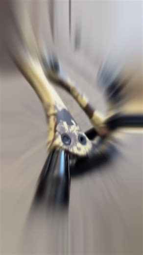 backyardbows on TikTok