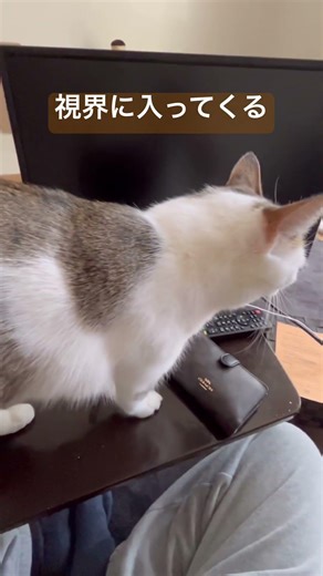 なぜ猫は机の上を経由するのか